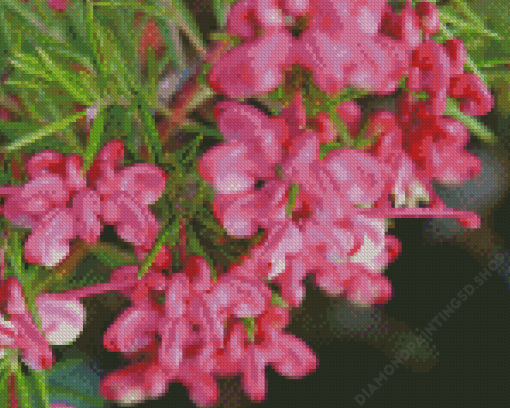 Grevillea Flower Plant 5D Diamond Paintings