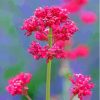 Pink Valerian Flowering 5D Diamond Painting