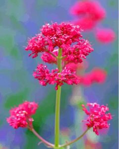 Pink Valerian Flowering 5D Diamond Painting