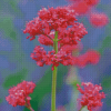 Pink Valerian Flowering 5D Diamond Paintings