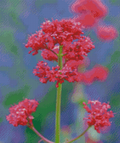 Pink Valerian Flowering 5D Diamond Paintings