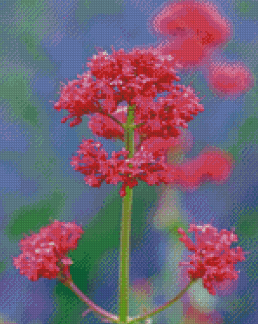 Pink Valerian Flowering 5D Diamond Paintings