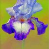 Purple Bearded Iris Flowering Plants 5D Diamond Painting