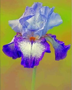 Purple Bearded Iris Flowering Plants 5D Diamond Painting