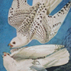 Aesthetic White Gyrfalcon Diamond Paintings