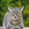 Grey Tabby Cat Pet 5D Diamond Painting