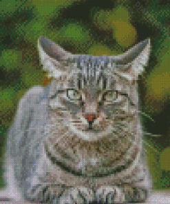 Grey Tabby Cat Pet 5D Diamond Paintings