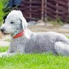 Aesthetic Bedlington Terrier Animal Diamond Painting