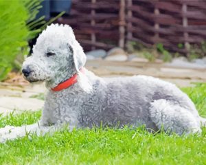 Aesthetic Bedlington Terrier Animal Diamond Painting