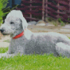 Aesthetic Bedlington Terrier Animal Diamond Paintings