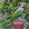 Alexandrine Parakeet Bird Diamond Paintings