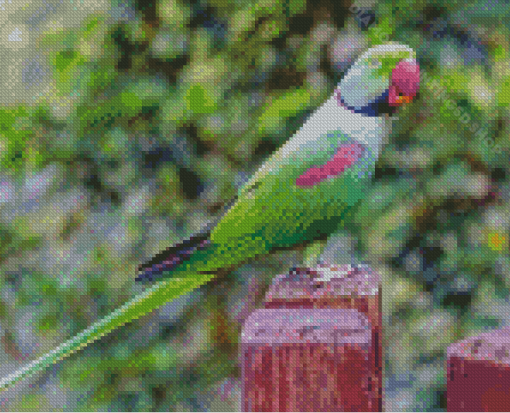 Alexandrine Parakeet Bird Diamond Paintings