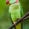 Alexandrine Parakeet Diamond Painting