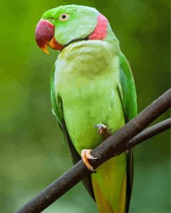 Alexandrine Parakeet Diamond Painting