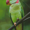 Alexandrine Parakeet Diamond Paintings