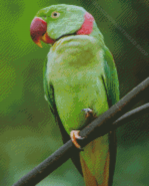 Alexandrine Parakeet Diamond Paintings