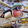 American Wood Duck Diamond Painting