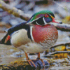 American Wood Duck Diamond Paintings