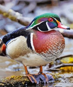 American Wood Duck Diamond Painting