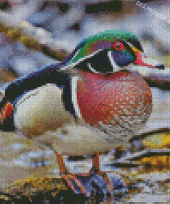 American Wood Duck Diamond Paintings