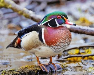 American Wood Duck Diamond Painting