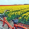 Bicycle And Tulips Field Diamond Painting