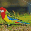 Bird Eastern Rosella Diamond Paintings