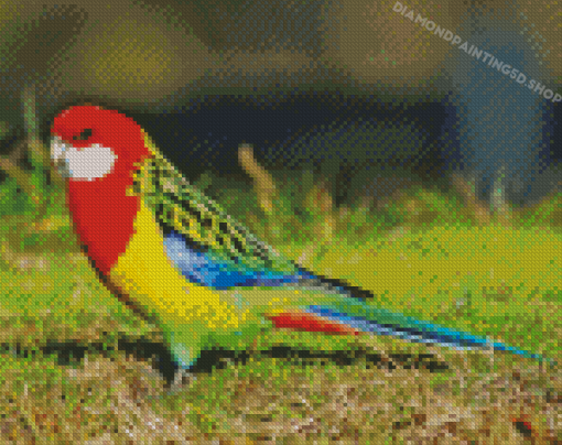 Bird Eastern Rosella Diamond Paintings