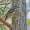 Black And White Bird On Tree Diamond Paintings