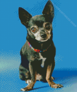 Black Chihuahua Dog Diamond Paintings