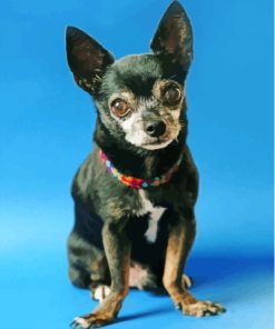 Black Chihuahua Dog Diamond Painting