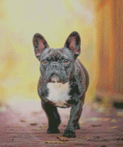 Black French Bulldog Puppy Diamond Paintings