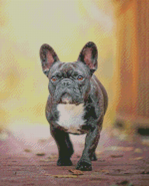 Black French Bulldog Puppy Diamond Paintings