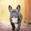 Black French Bulldog Puppy Diamond Painting