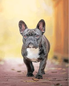 Black French Bulldog Puppy Diamond Painting