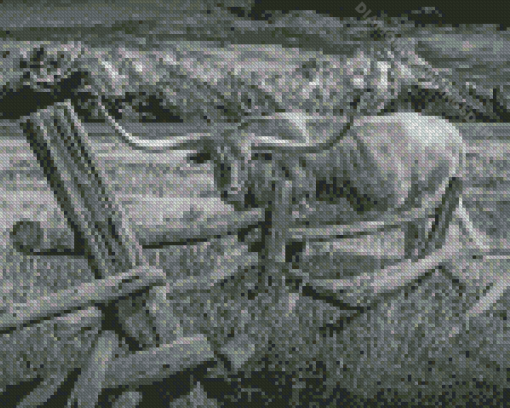 Black And White The Longhorn In Farm Diamond Paintings