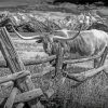 Black And White The Longhorn In Farm Diamond Painting