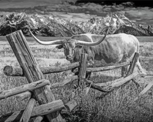 Black And White The Longhorn In Farm Diamond Painting