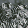 Black And White Zebra Wildlife Diamond Paintings