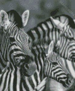 Black And White Zebra Wildlife Diamond Paintings