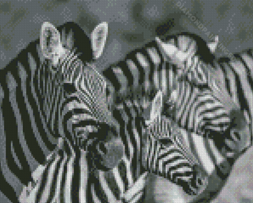 Black And White Zebra Wildlife Diamond Paintings