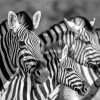 Black And White Zebra Wildlife Diamond Painting