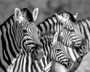 Black And White Zebra Wildlife Diamond Painting