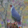 Blood Pheasant Bird Diamond Paintings