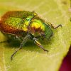 Christmas Beetle On Leaf Diamond Painting