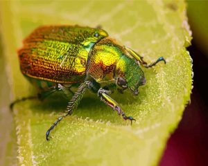 Christmas Beetle On Leaf Diamond Painting