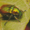 Christmas Beetle On Leaf Diamond Paintings