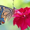 Colorful Butterfly On Pink Flower Diamond Painting