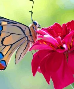 Colorful Butterfly On Pink Flower Diamond Painting