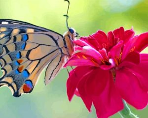 Colorful Butterfly On Pink Flower Diamond Painting